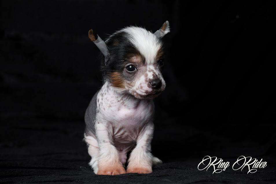 Ring rider Bliss-bee Bugzy