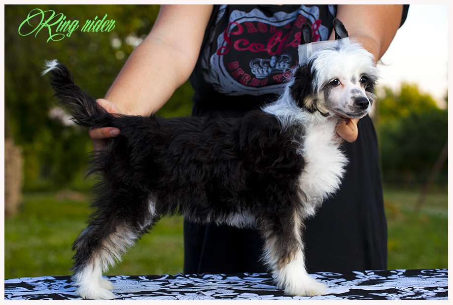 Ring rider Blackberry Bond