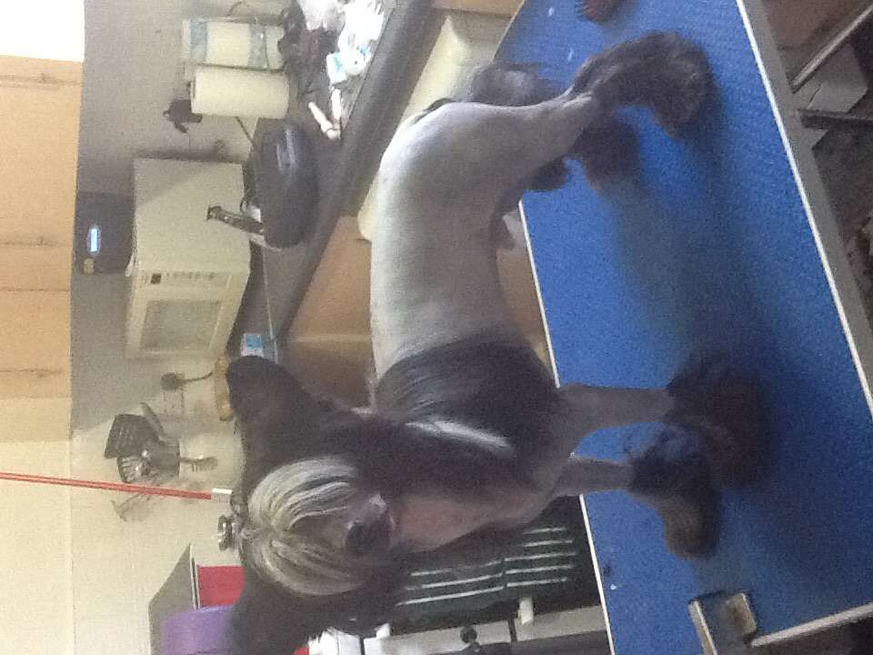 Zucci,s Lucky Black Jack Von Queshian