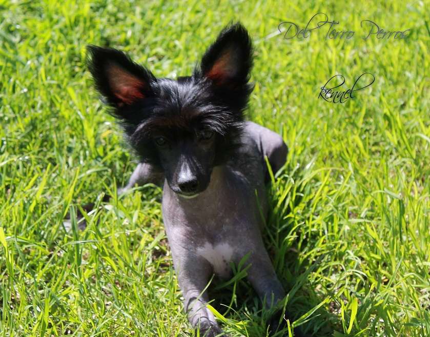 Del Terro Perros Vudi Alen