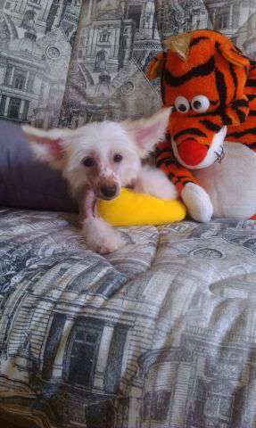 Del Terro Perros Vera Beautiful Blonde