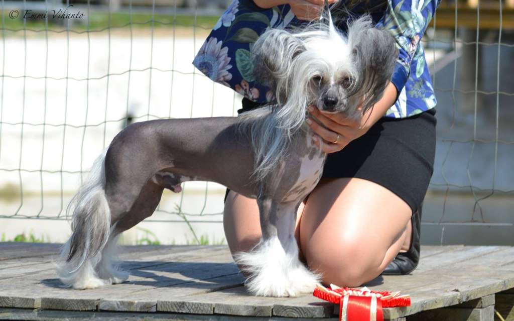 Royalette's Demolition Man