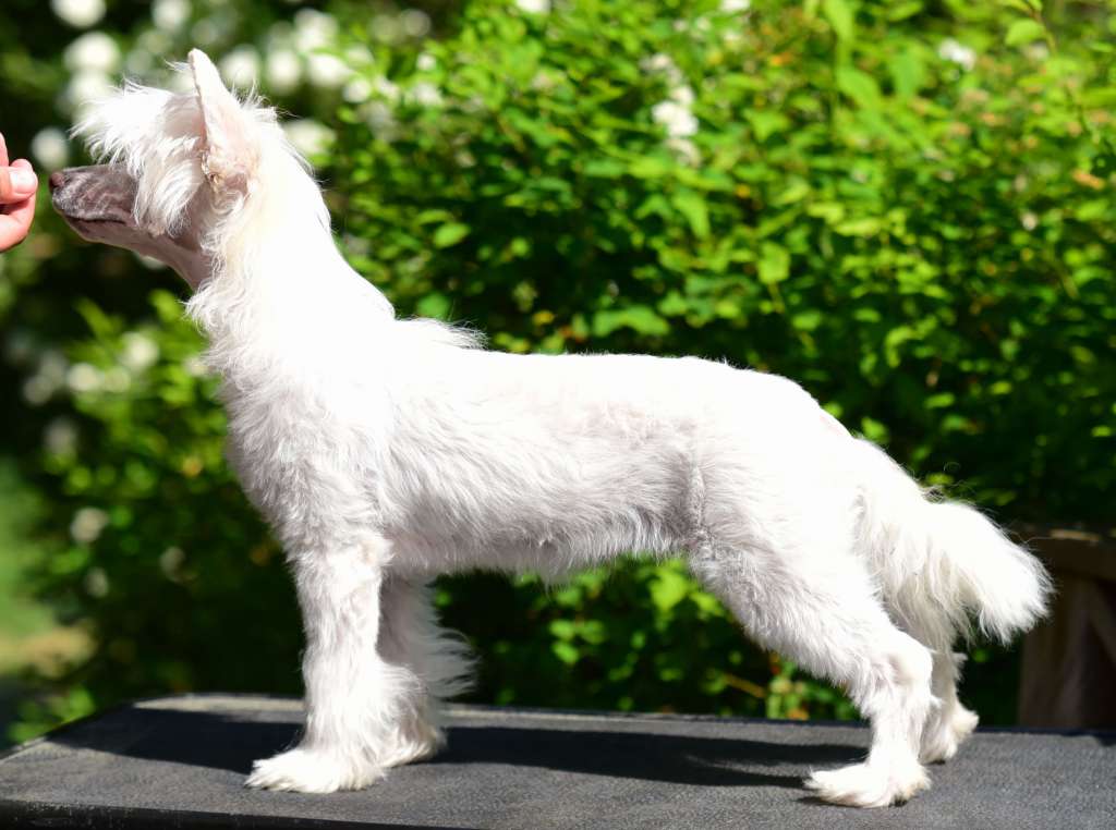 Royalette's Destiny's Child