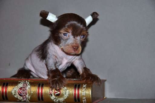 Selebriti Gold Archy