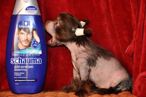 Selebriti Gold Amazonka