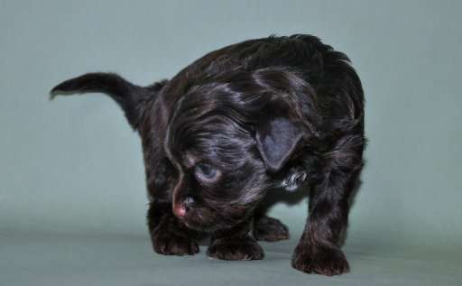 Selebriti Gold Aysedora