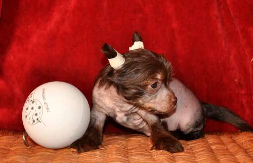 Selebriti Gold Adel'