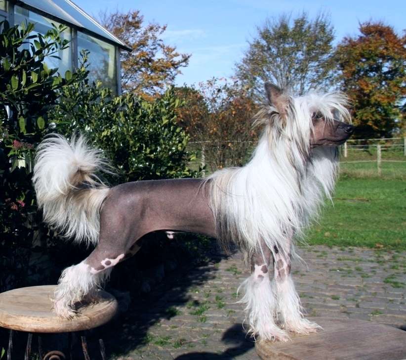 Be My Dog's Pas De Deux