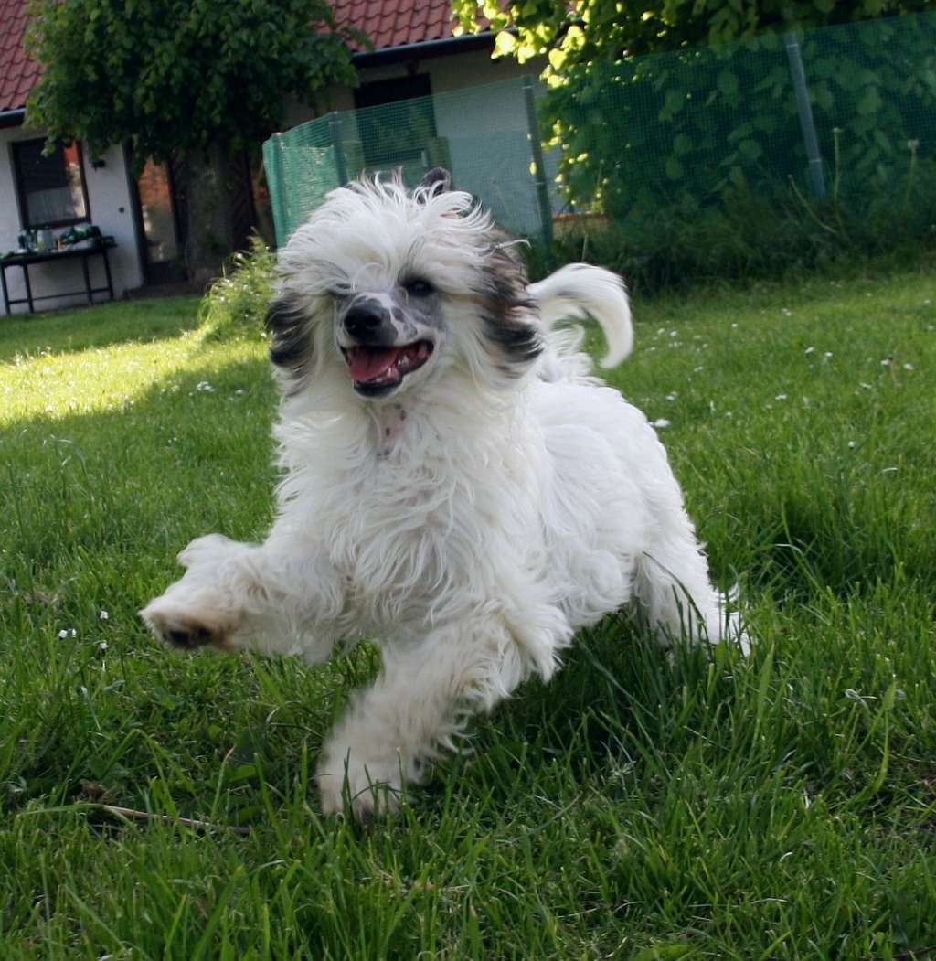 Be My Dog's Please Baby Please