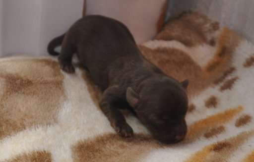 Selebriti Gold Armany