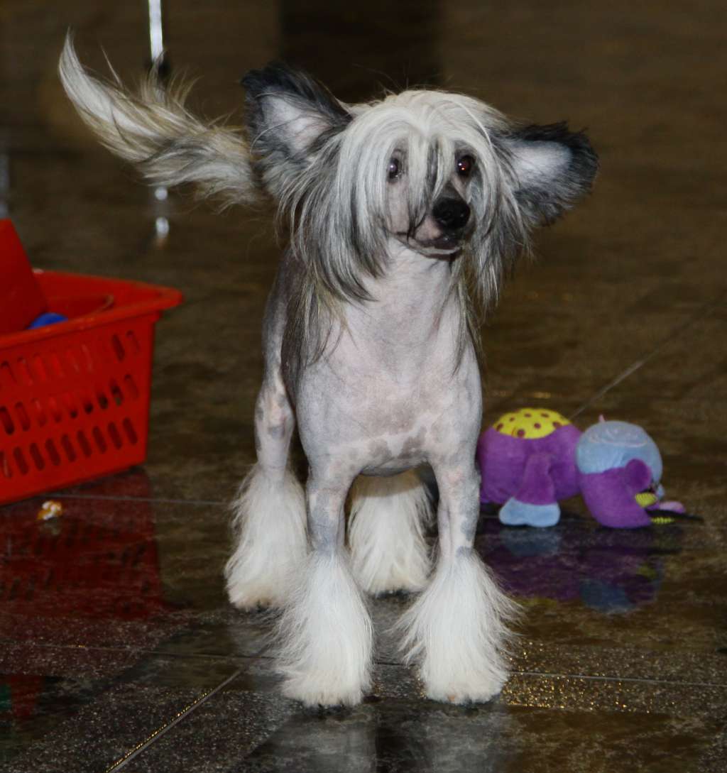 Premier Mari Zolotoi Dukat