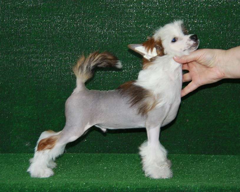 Zheneva-Debjut Neman