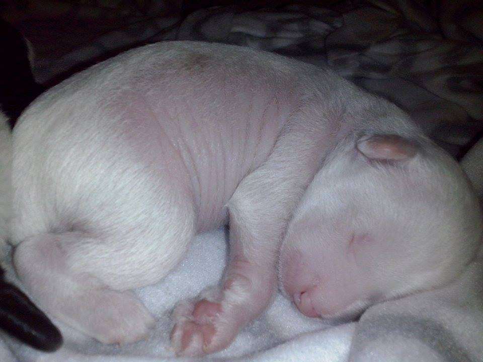 Dare to be Glamour girl