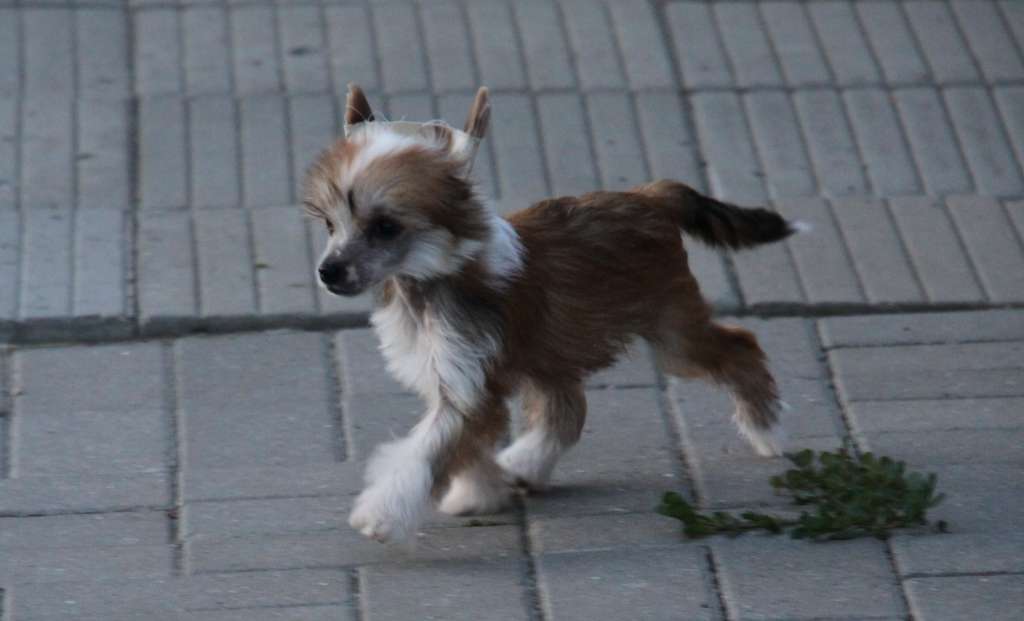 Zheneva-Debjut Previa