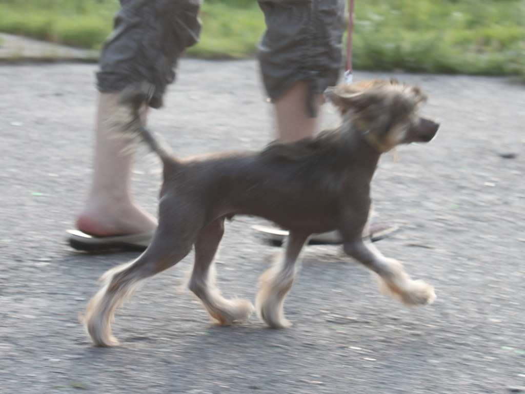 Ajax Cicero Tullius Iz Clana Timurlana