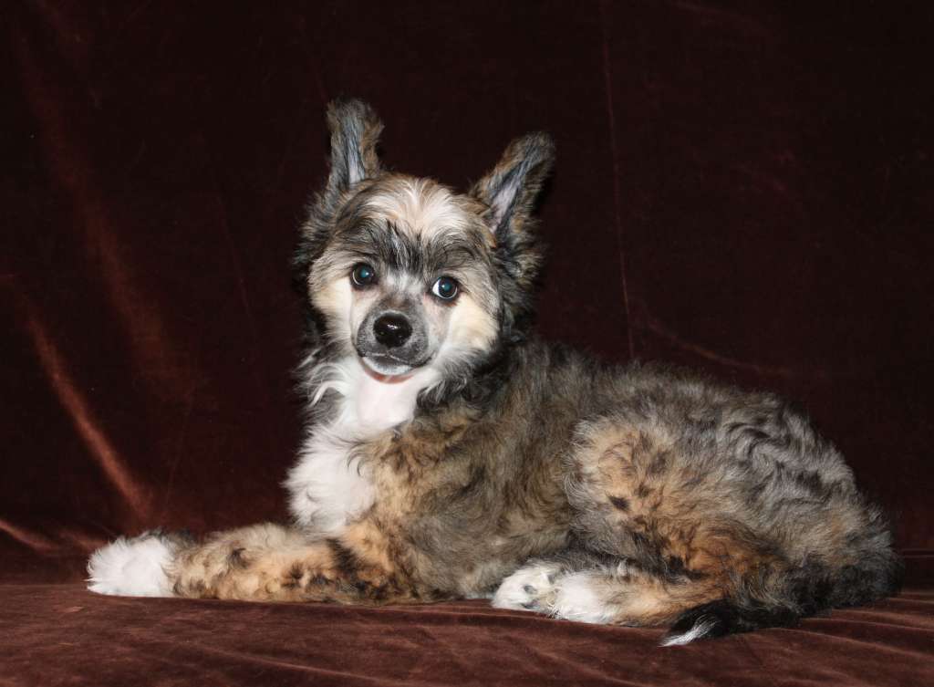 Almeriya Tanana Inlay Iz Clana Timurlana