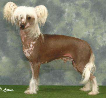 Scherzando Goldfinger