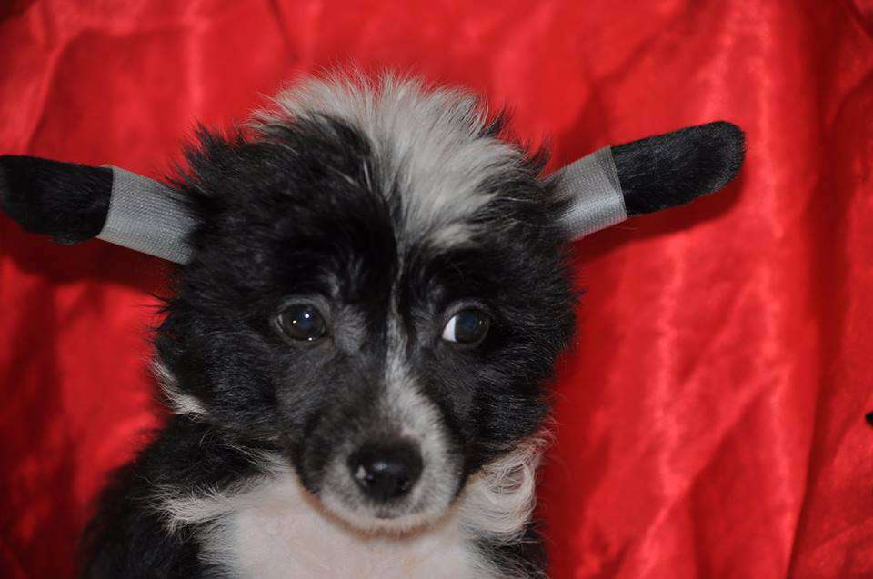 Zvezdnyi Princ Dneprovskoye Solntse