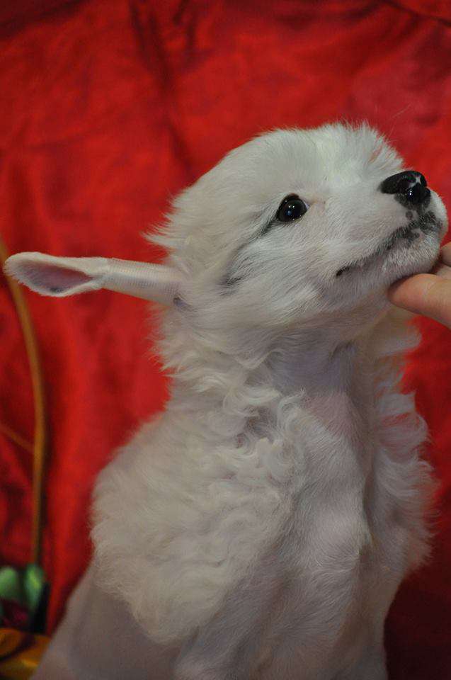 Zolotoy Talisman Dneprovskoye Solntse