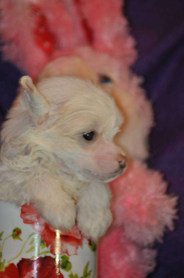 Zvonkiy Veter Dneprovskoye Solntse