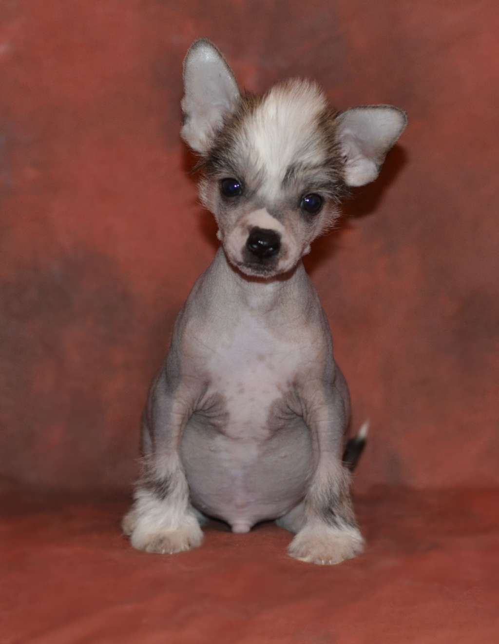 Legion of Dream Zloty