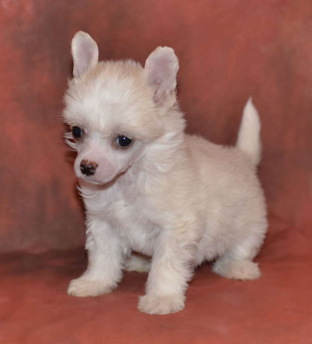 Legion of Dream Zlata