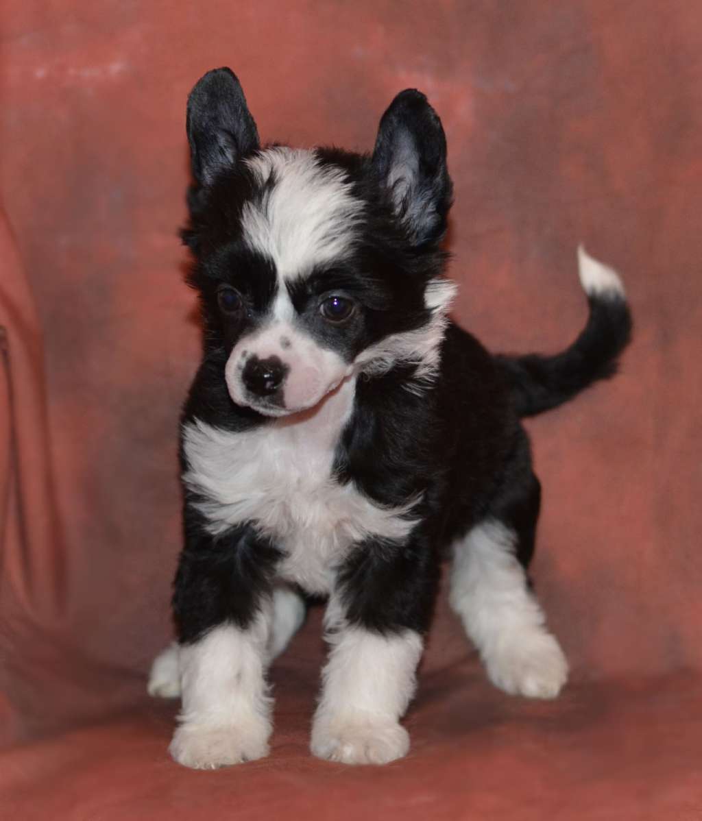 Legion Of Dream Zetta