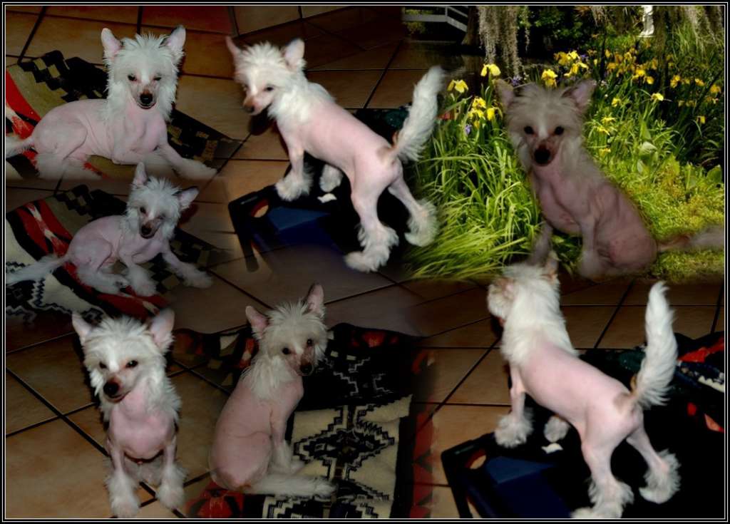 Shomars Bending All the Rules