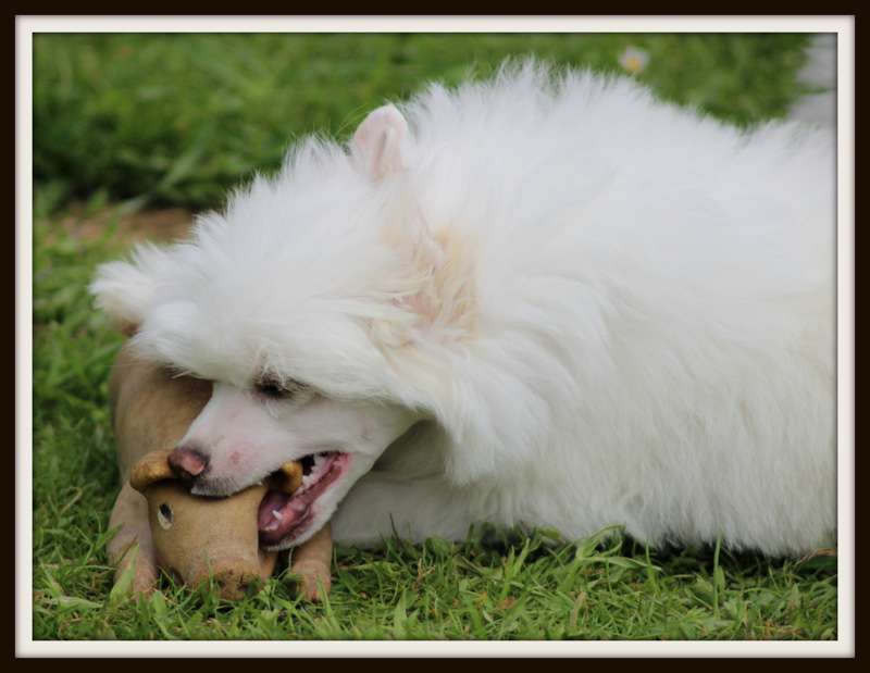 love me tender du pavé de varennes