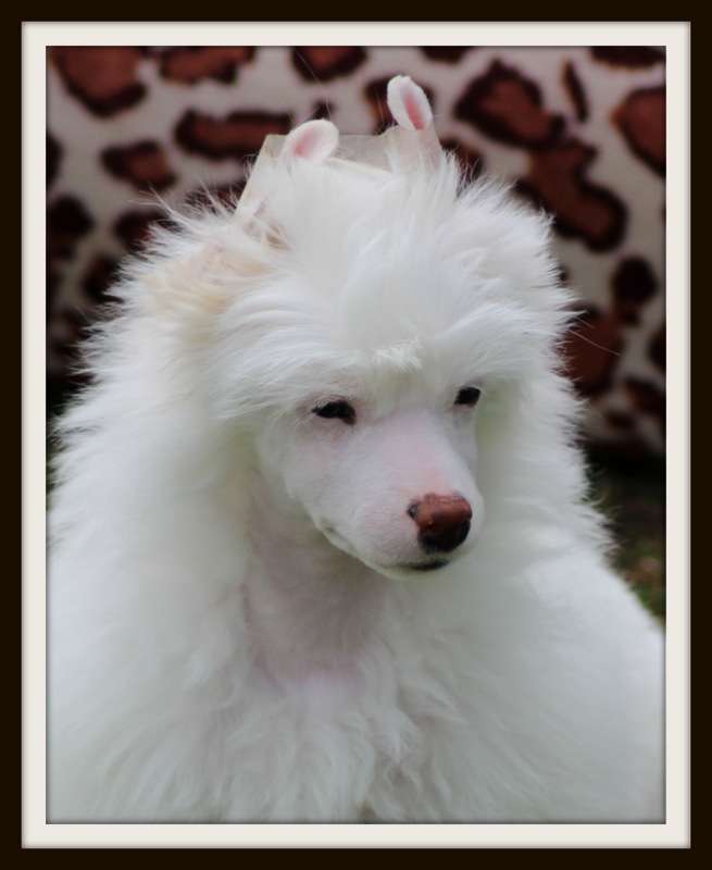 lover boy du pavé de varennes