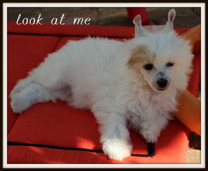 look at me du pavé de varennes