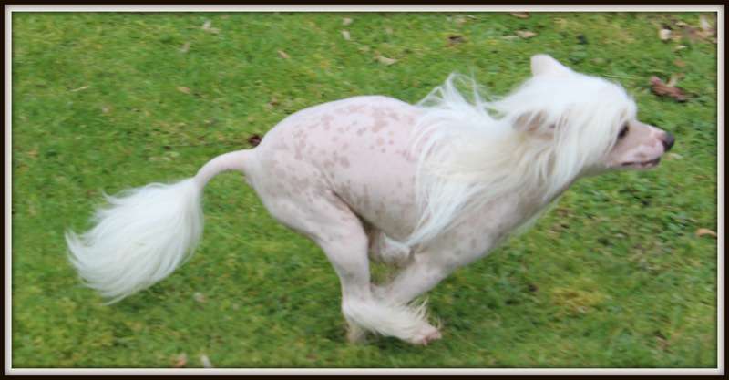 let's go du pavé de varennes