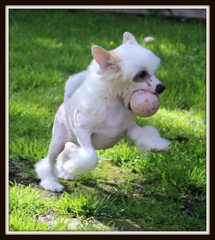 looping du pavé de varennes