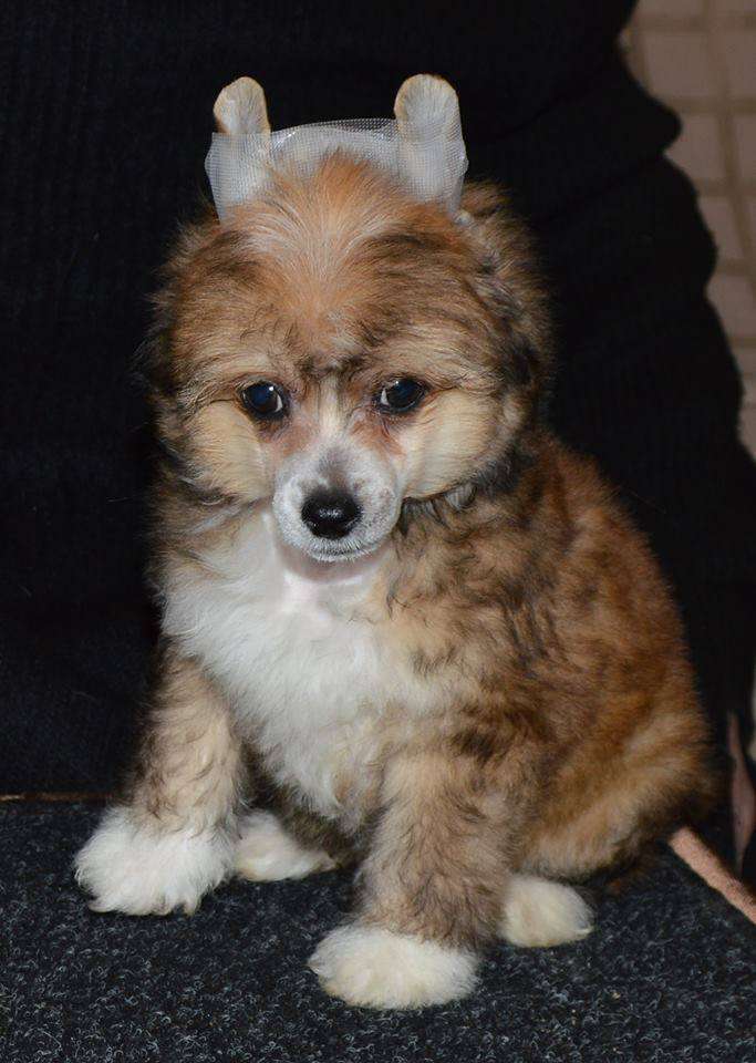 Sokroviche Skifov iz Goroda Slavy