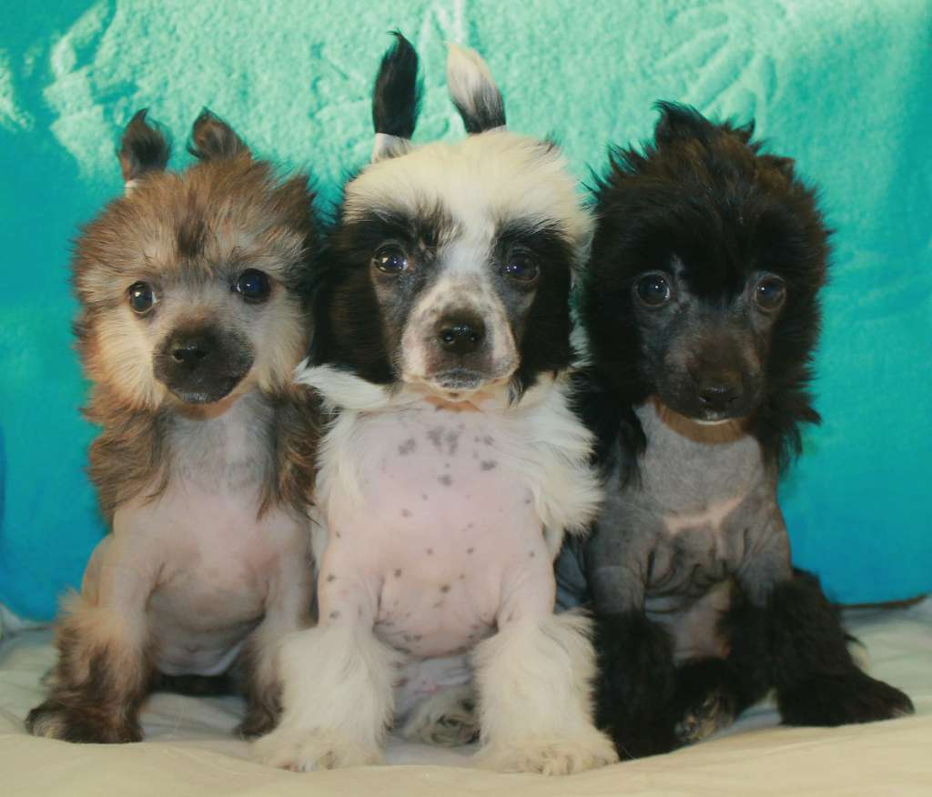 Jantarnaya Kapelka Nimfu Yurate