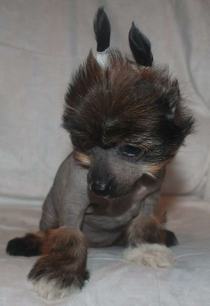 Jani-Vesta Kojanoe Schastie