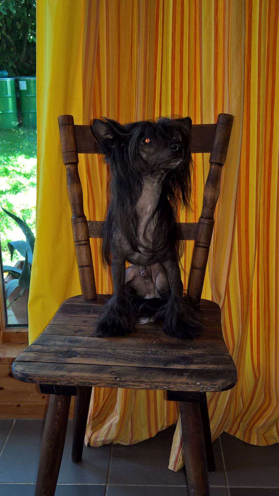 Felici Amici Calimero