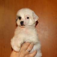 Stellar Miks Valkyrie