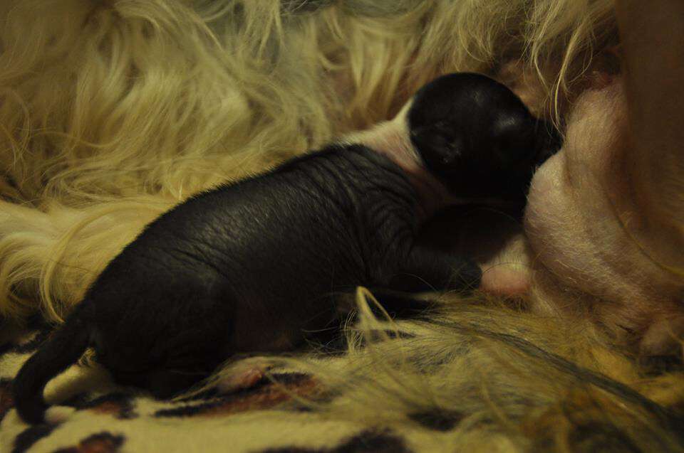 Juste Précieuse du Clos Napolitain