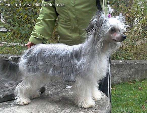 Fiona Rosea Milfra-Moravia