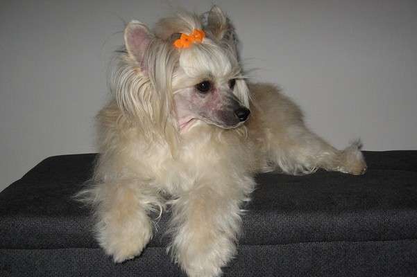 Fuzisa Nia Milfra-Moravia