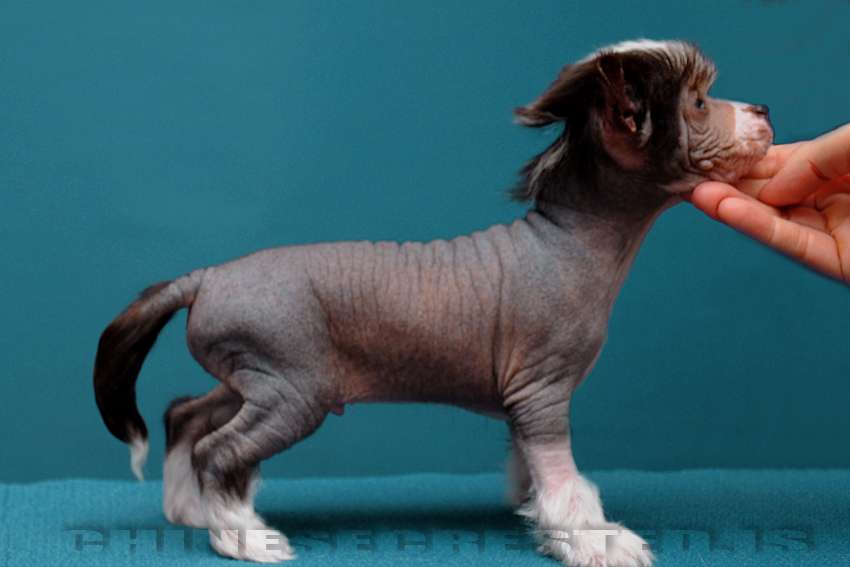 Practical Hero Singing In The Rain