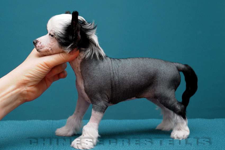 Practical Hero Screaming Beauty