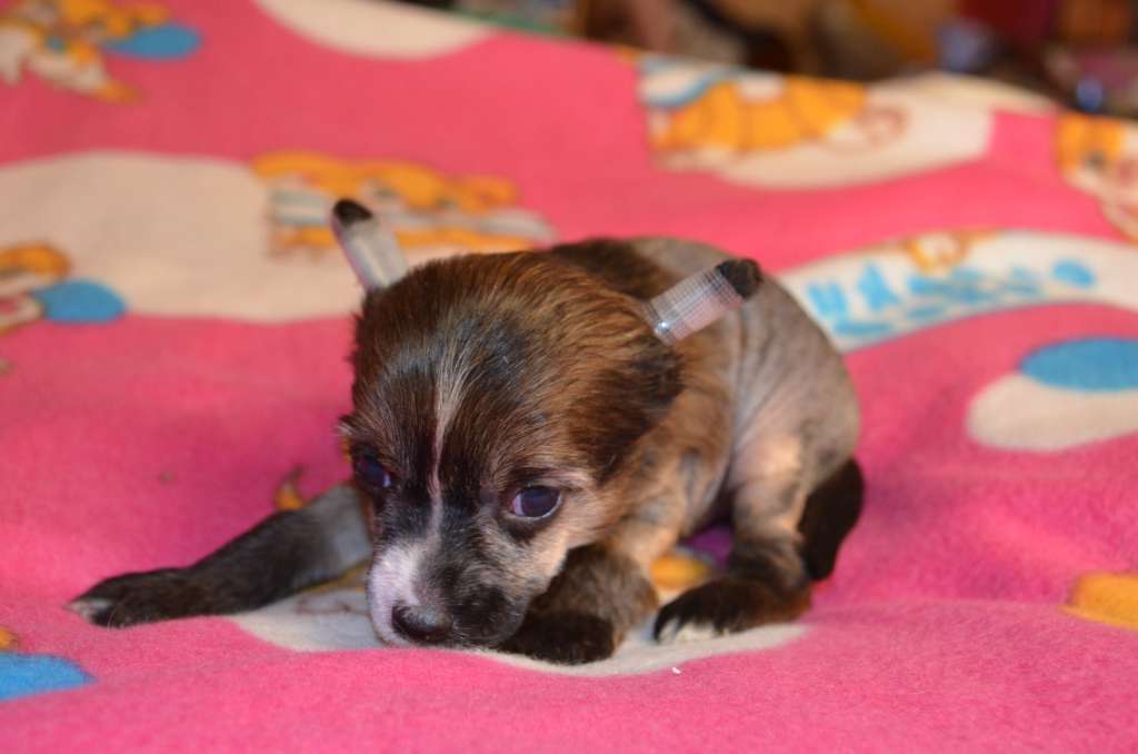 Ognenny Lotos Kondrat