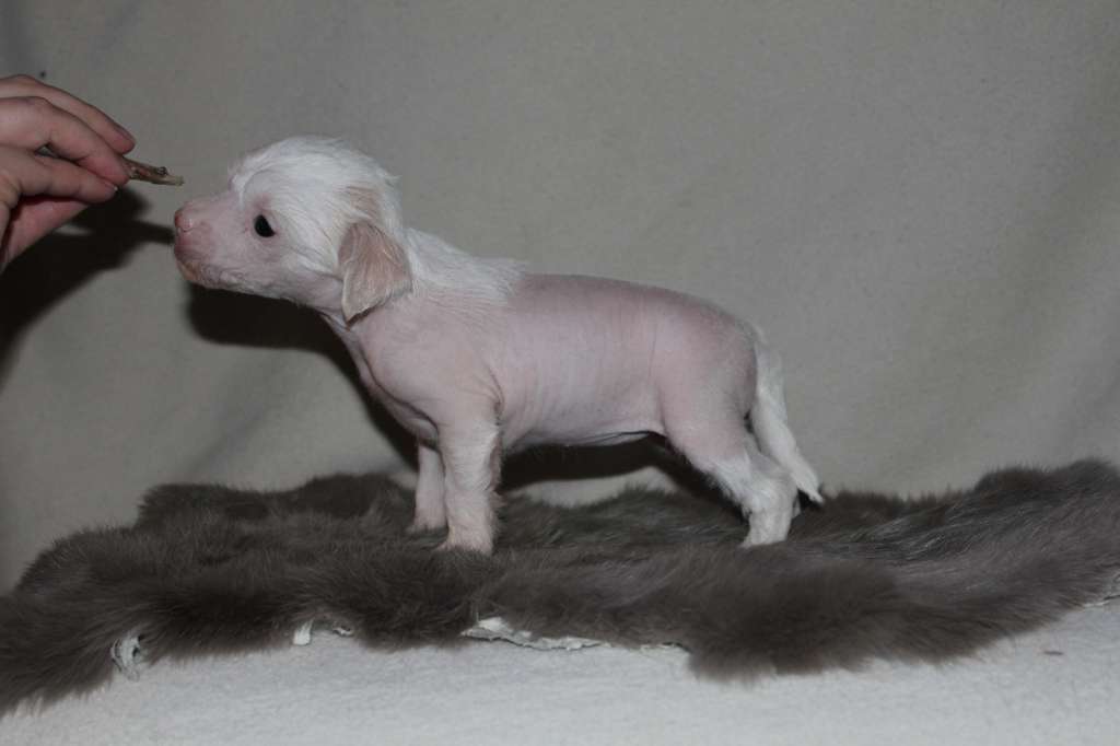 Hottie Tots Cheerleader Kiss