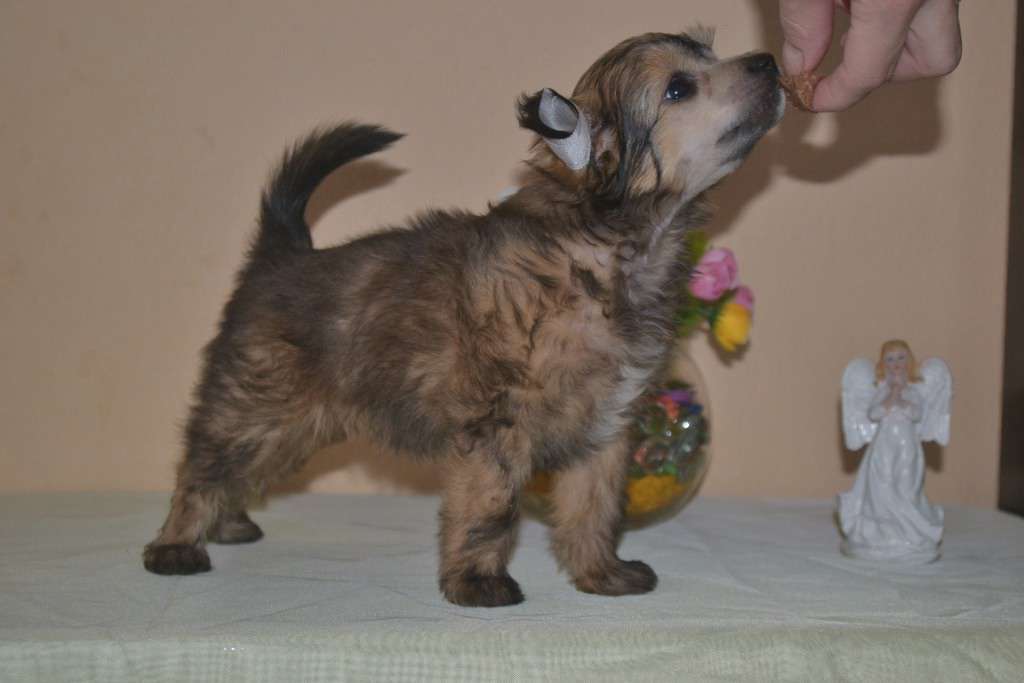 Cherri melodiya lyubvi