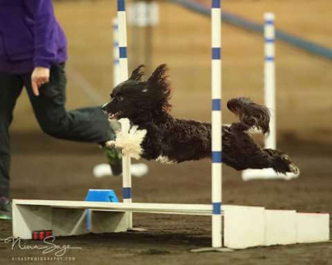 The Lion Lady's Black Mamba- Ax Oaj