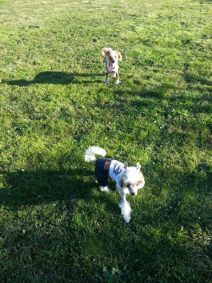 Dakota Rose Another Brick On The Wall