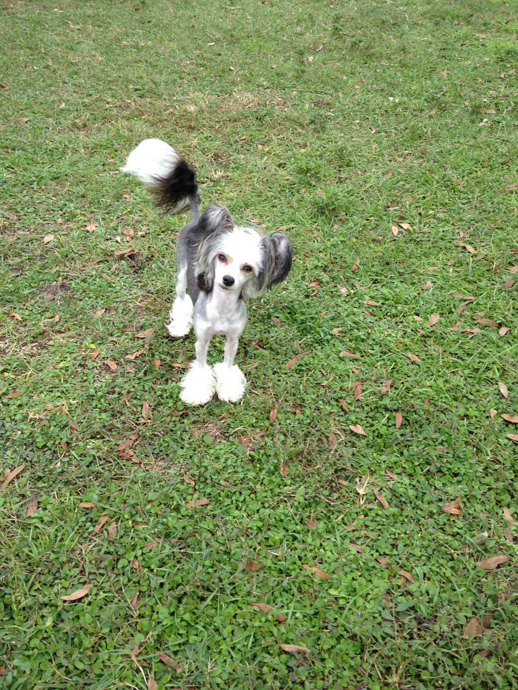 Jodi's Posh Elegance