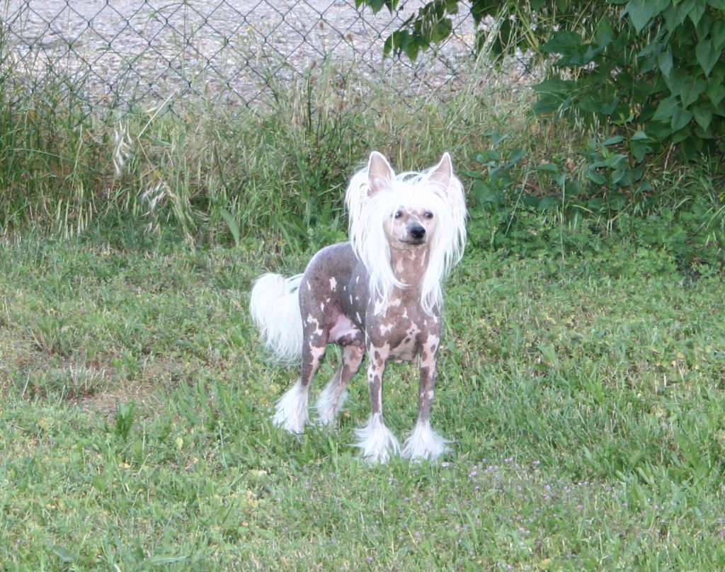 Charming Treasure Caipirinha